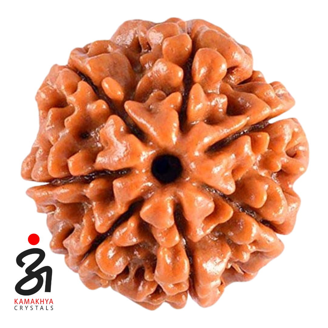 7 Mukhi Rudraksha